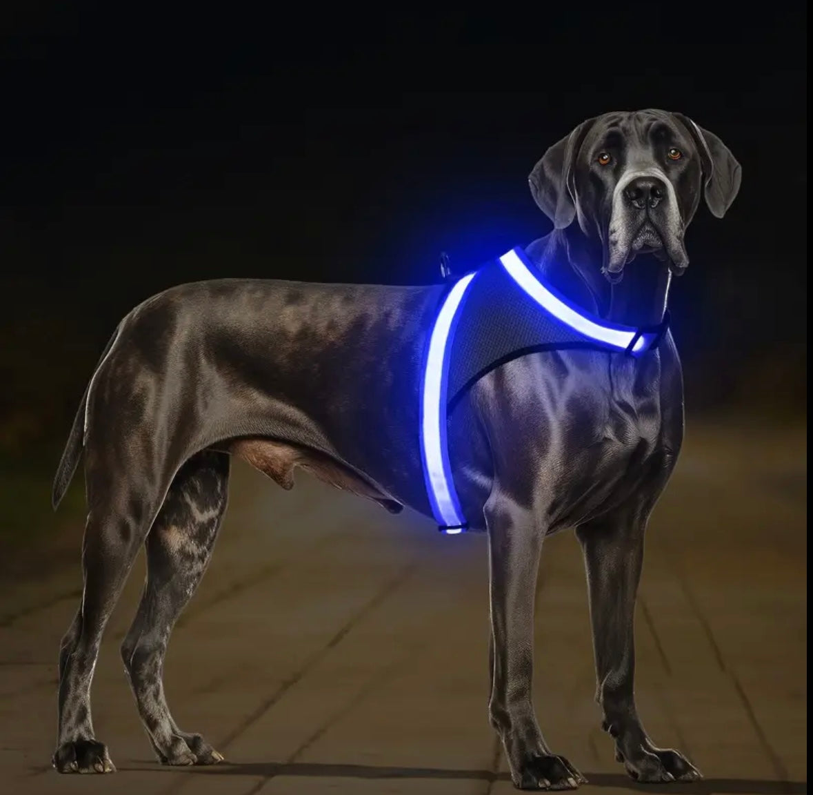 LED Hundegeschirr für mehr Sicherheit