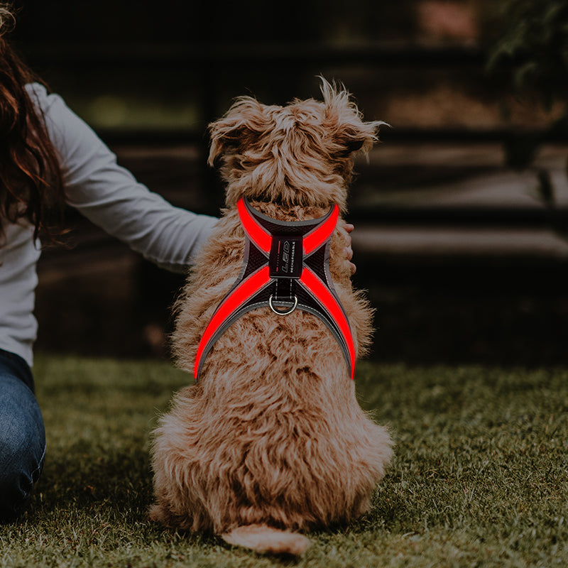 LED Hundegeschirr für mehr Sicherheit