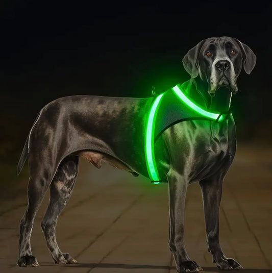 LED Hundegeschirr für mehr Sicherheit
