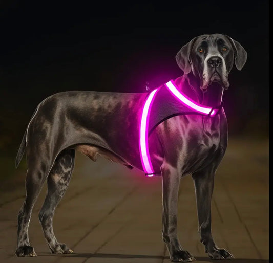 LED Hundegeschirr für mehr Sicherheit